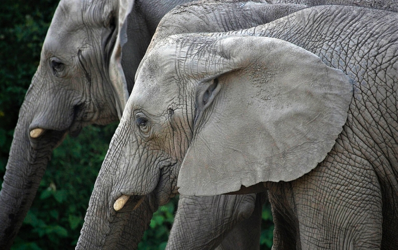 Celebrate World Elephant Day August 12 at Elephant Open House