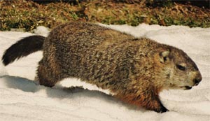 groundhog roaring brook nature center