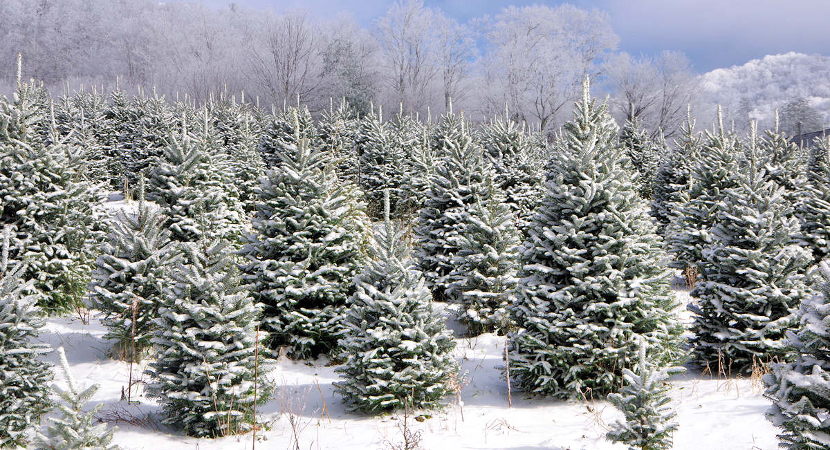 Christmas Tree Farms