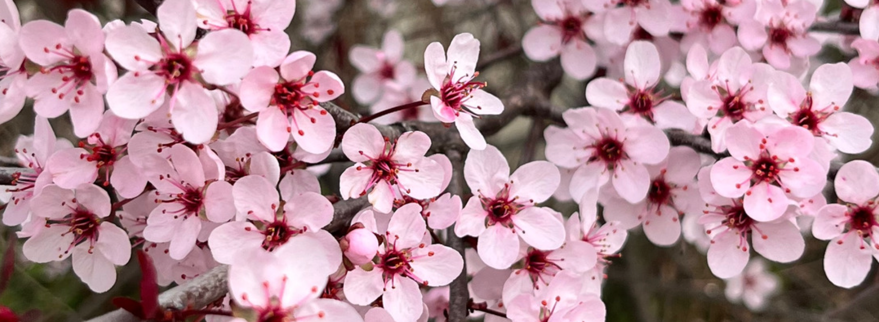 Spring Flowers