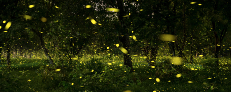 Fireflies Come to Connecticut