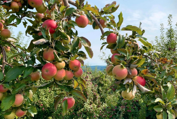 Pick Your Apples in Connecticut