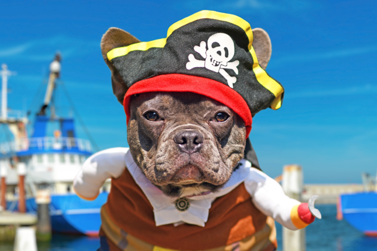 Costume parties, parades and contests for dogs this Halloween in