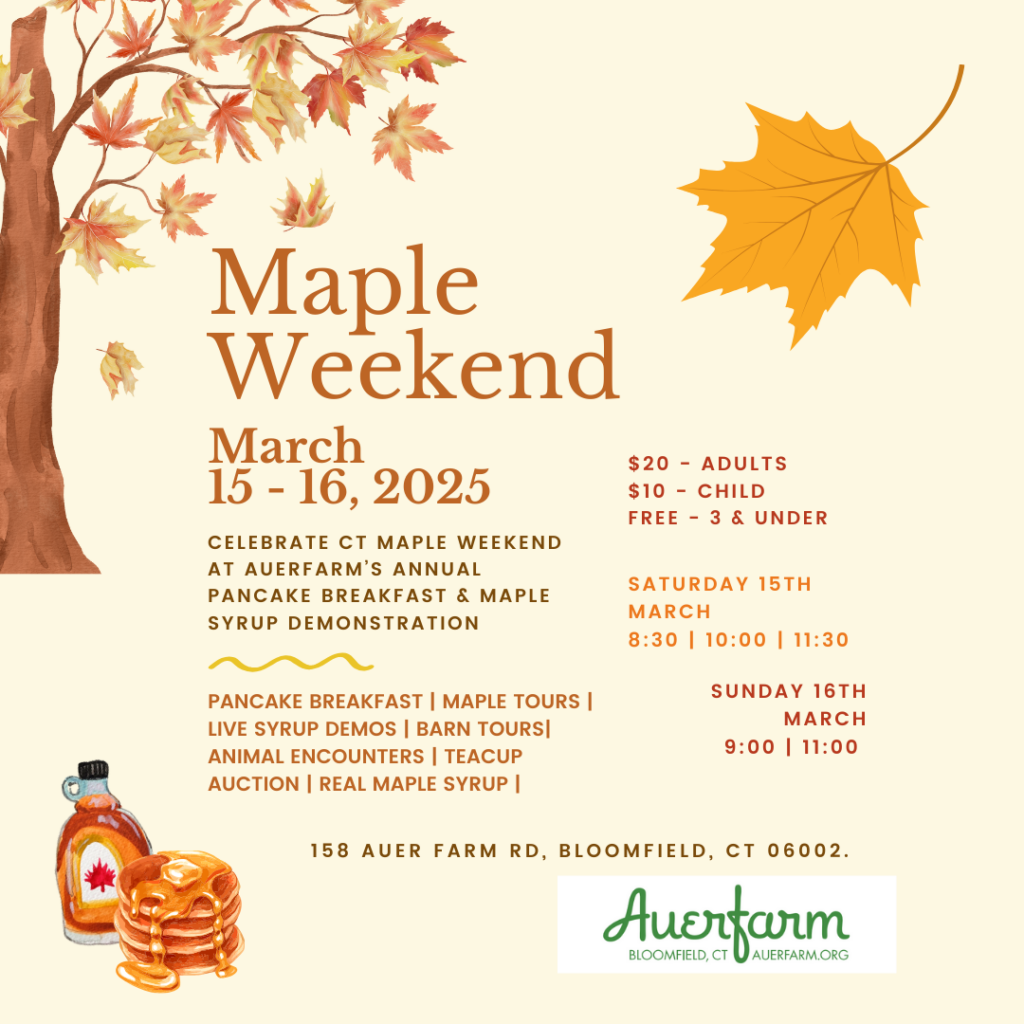Maple Sugaring in Connecticut